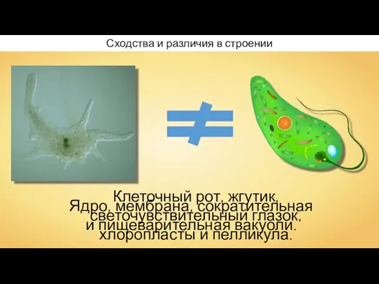 Ядро, мембрана, сократительная и пищеварительная вакуоли. Сходства и различия в строении