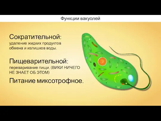 Функции вакуолей Сократительной: удаление жидких продуктов обмена и излишков воды. Пищеварительной: