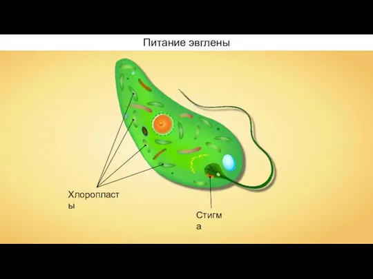 Хлоропласты Стигма Питание эвглены