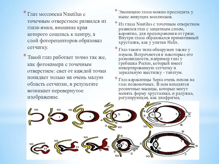 Глаз моллюска Nautilus с точечным отверстием развился из глаза-ямки, внешние края