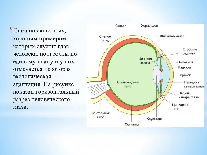 Глаза позвоночных, хорошим примером которых служит глаз человека, построены по единому