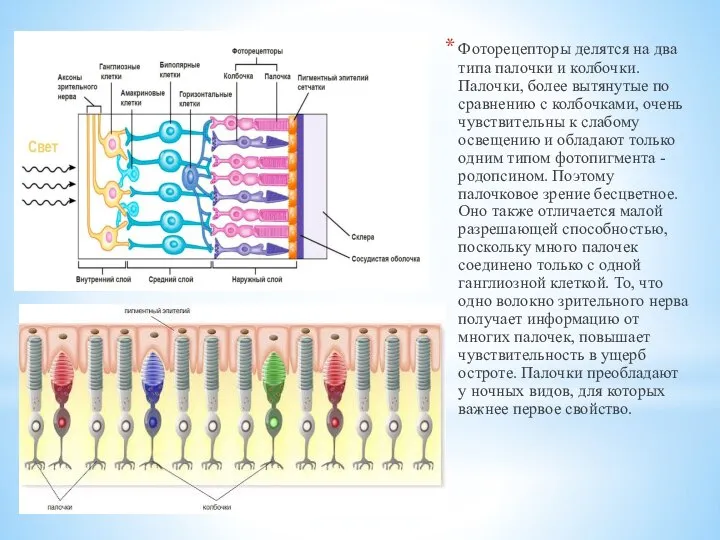 Фоторецепторы делятся на два типа палочки и колбочки. Палочки, более вытянутые