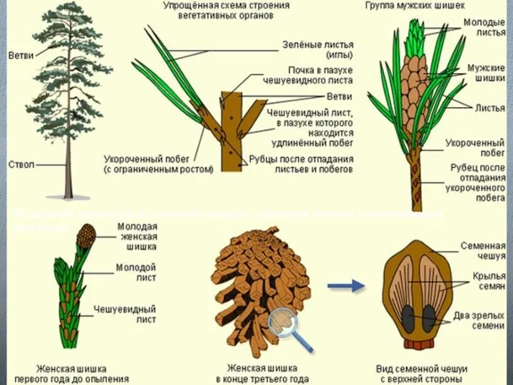 На данной картинке вы можете увидеть строение разных голосеменных растений