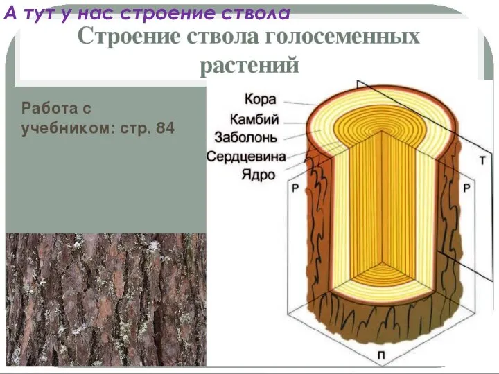 А тут у нас строение ствола