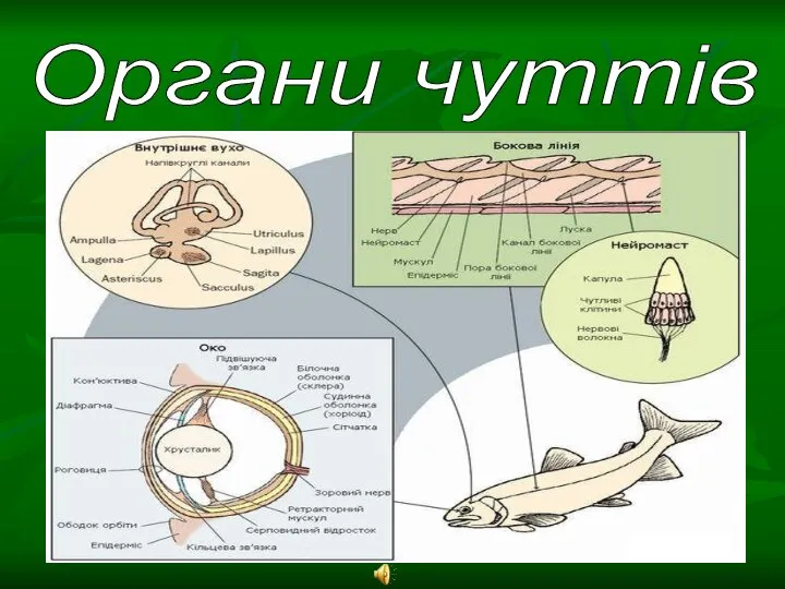 Органи чуттів