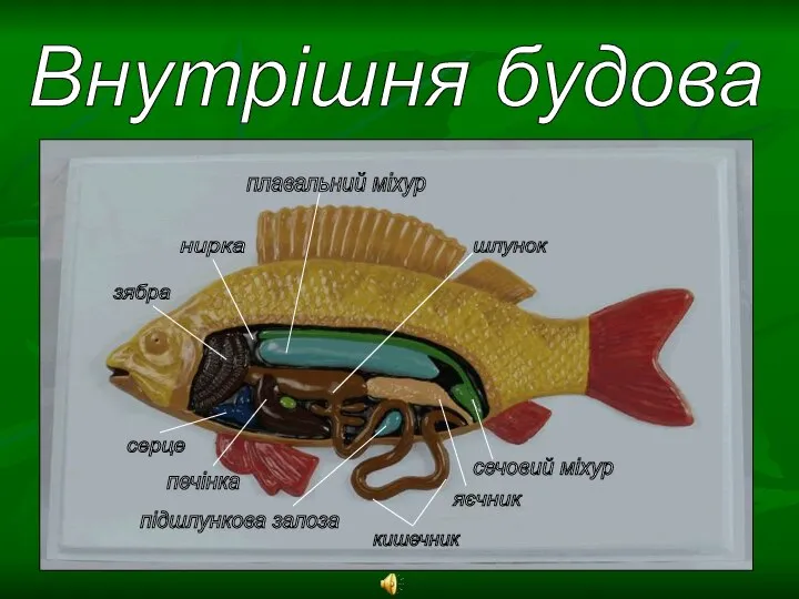 Внутрішня будова кишечник печінка плавальний міхур шлунок сечовий міхур яєчник підшлункова залоза серце зябра нирка