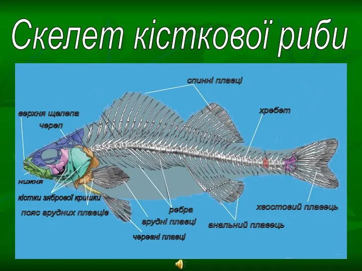 Скелет кісткової риби череп спинні плавці хребет ребра грудні плавці хвостовий