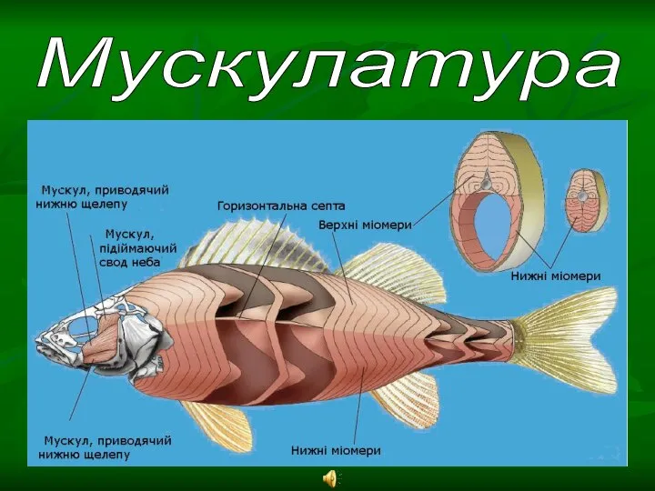 Мускулатура