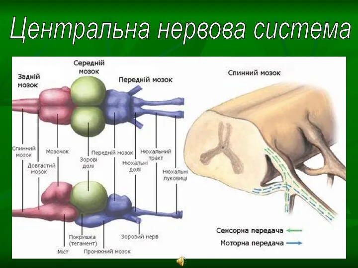 Центральна нервова система