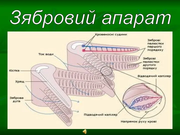 Зябровий апарат