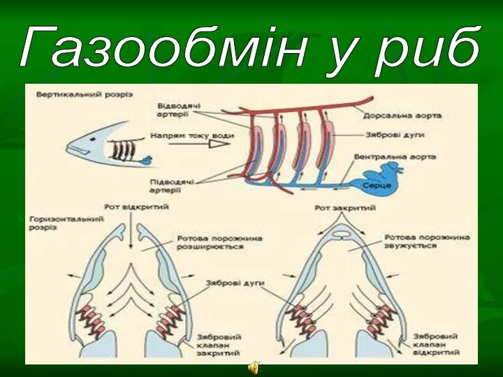 Газообмін у риб