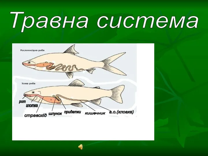 шлунок придатки рот глотка стравохід кишечник а.о.(клоака) Травна система