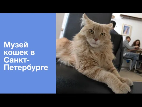 Музей кошек в Санкт-Петербурге