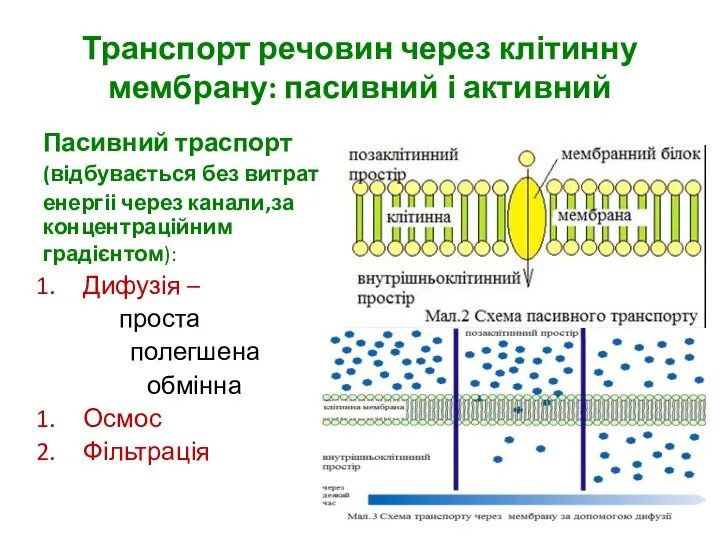 Транспорт речовин через клітинну мембрану: пасивний і активний Пасивний траспорт (відбувається