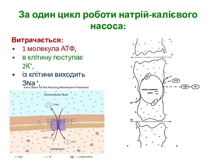 За один цикл роботи натрій-калієвого насоса: Витрачається: 1 молекула АТФ, в