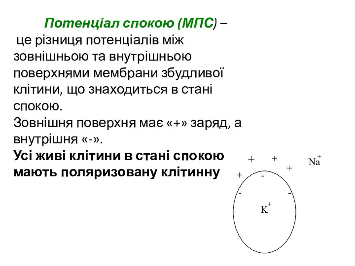 Потенціал спокою (МПС) – це різниця потенціалів між зовнішньою та внутрішньою