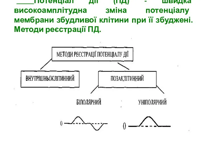 Потенціал дії (ПД) - швидка високоамплітудна зміна потенціалу мембрани збудливої клітини при її збуджені.Методи реєстрації ПД.