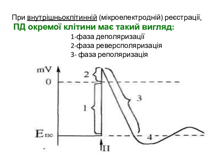 При внутрішньоклітинній (мікроелектродній) реєстрації, ПД окремої клітини має такий вигляд: 1-фаза