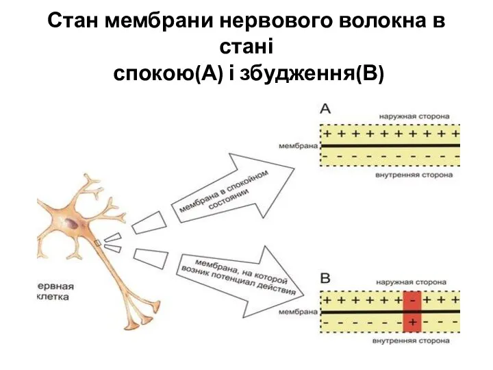 Стан мембрани нервового волокна в стані спокою(А) і збудження(В)