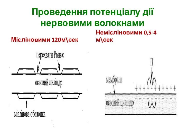 Проведення потенціалу дії нервовими волокнами Мієліновими 120м\сек Немієліновими 0,5-4 м\сек