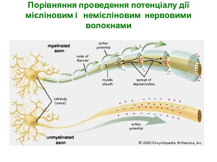 Порівняння проведення потенціалу дії мієліновим і немієліновим нервовими волокнами