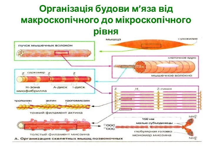 Організація будови м’яза від макроскопічного до мікроскопічного рівня