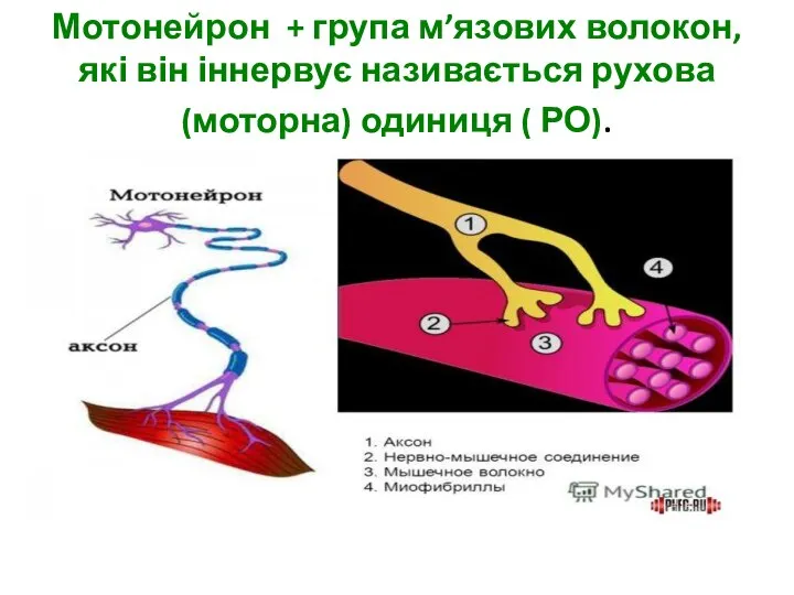 Мотонейрон + група м’язових волокон, які він іннервує називається рухова (моторна) одиниця ( РО).