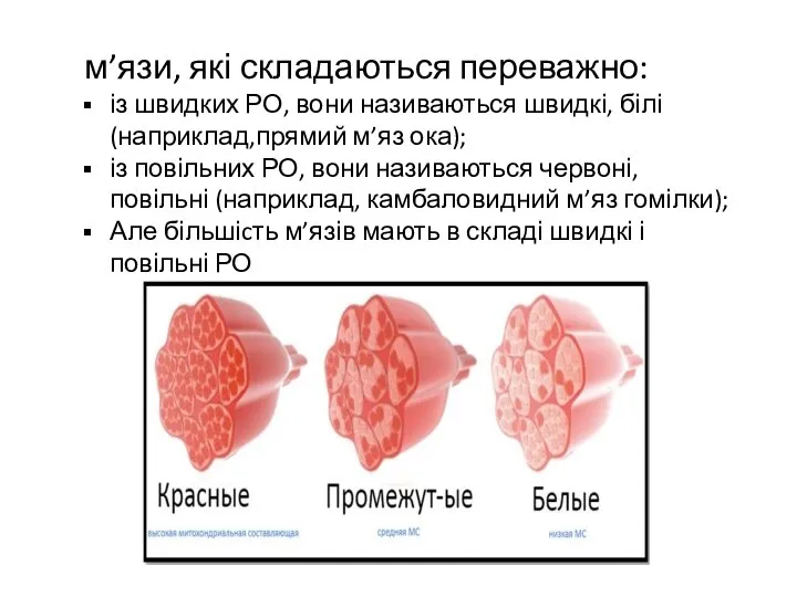 м’язи, які складаються переважно: із швидких РО, вони називаються швидкі, білі