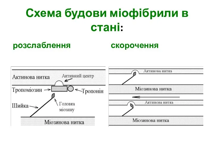 Схема будови міофібрили в стані: розслаблення скорочення