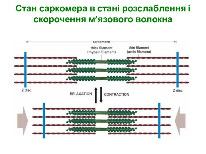 Стан саркомера в стані розслаблення і скорочення м’язового волокна