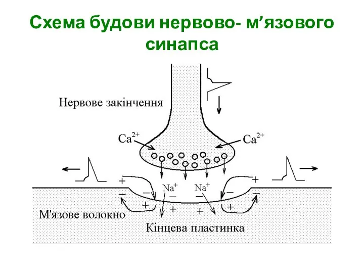 Схема будови нервово- м’язового синапса