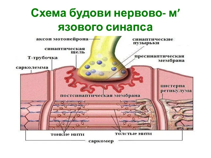 Схема будови нервово- м’язового синапса