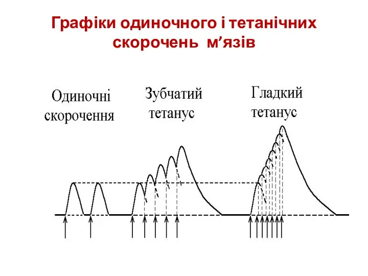 Графіки одиночного і тетанічних скорочень м’язів