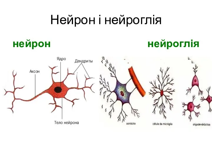 Нейрон і нейроглія нейрон нейроглія
