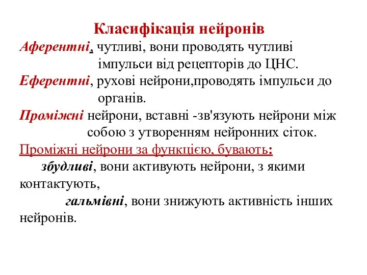 Класифікація нейронів Аферентні, чутливі, вони проводять чутливі імпульси від рецепторів до