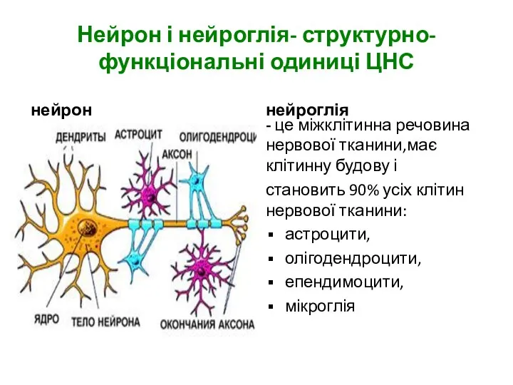 Нейрон і нейроглія- структурно-функціональні одиниці ЦНС нейрон нейроглія - це міжклітинна