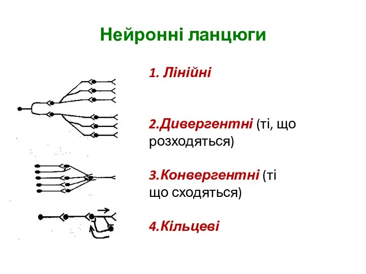 Нейронні ланцюги 1. Лінійні 2.Дивергентні (ті, що розходяться) 3.Конвергентні (ті що сходяться) 4.Кільцеві