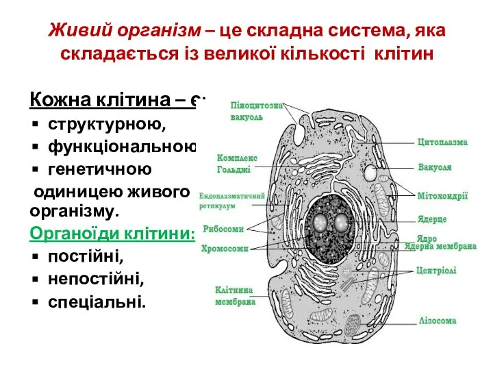 Живий організм – це складна система, яка складається із великої кількості