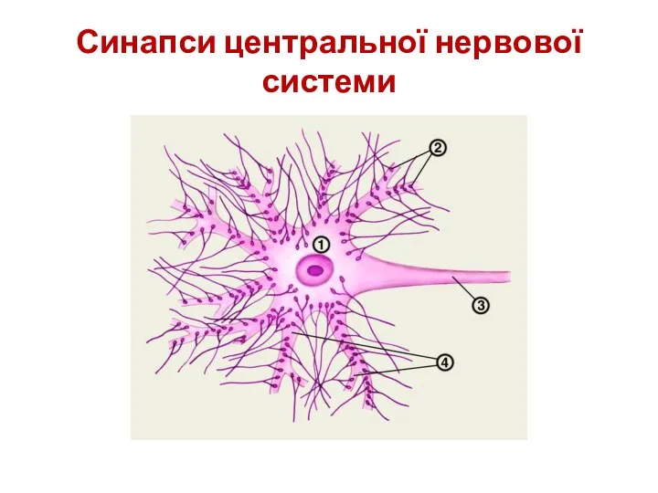 Синапси центральної нервової системи