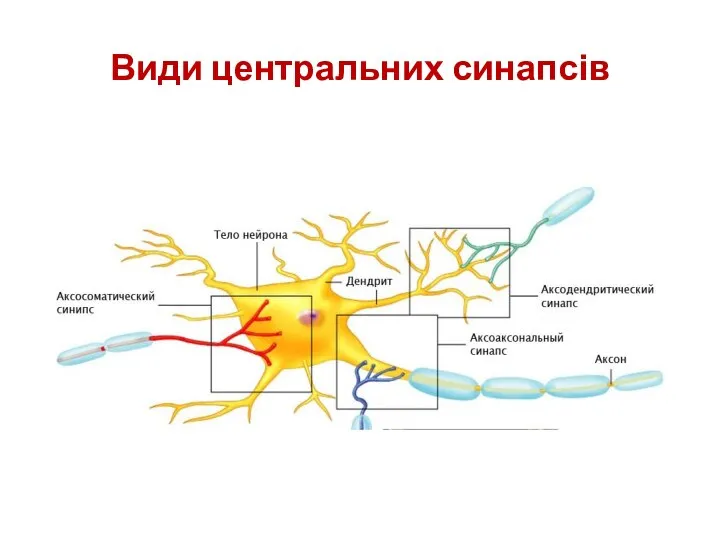 Види центральних синапсів