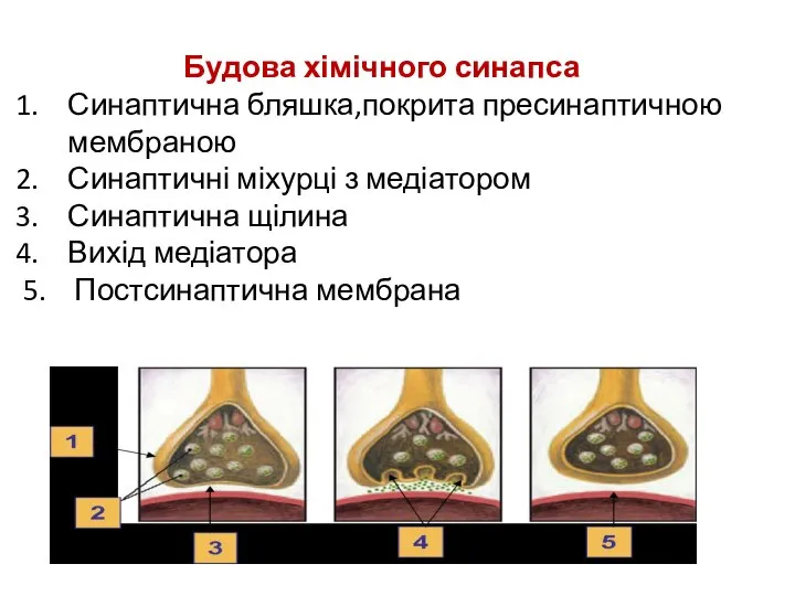 Будова хімічного синапса Синаптична бляшка,покрита пресинаптичною мембраною Синаптичні міхурці з медіатором