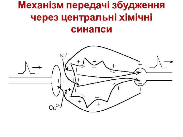 Механізм передачі збудження через центральні хімічні синапси