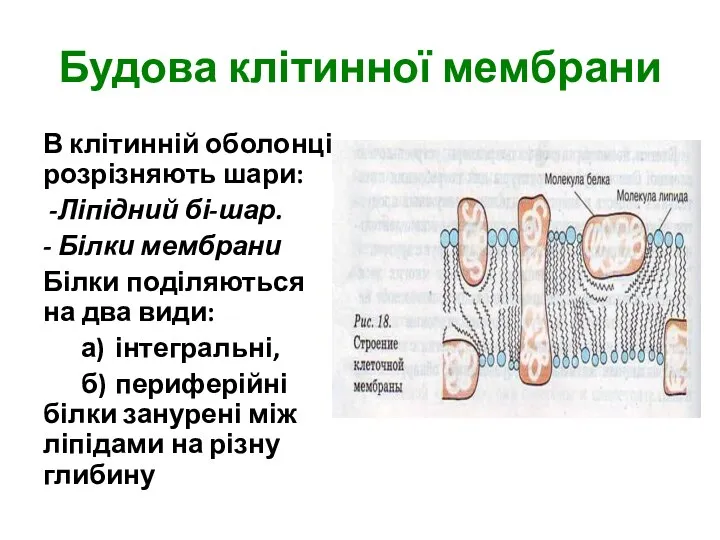 Будова клітинної мембрани В клітинній оболонці розрізняють шари: -Ліпідний бі-шар. -