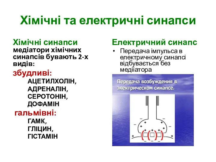 Хімічні та електричні синапси Хімічні синапси медіатори хімічних синапсів бувають 2-х