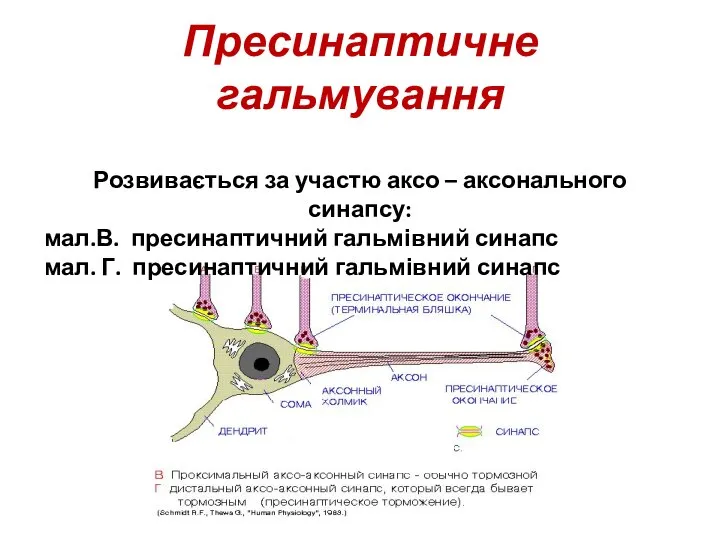 Пресинаптичне гальмування Розвивається за участю аксо – аксонального синапсу: мал.В. пресинаптичний