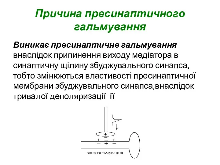 Причина пресинаптичного гальмування Виникає пресинаптичне гальмування внаслідок припинення виходу медіатора в