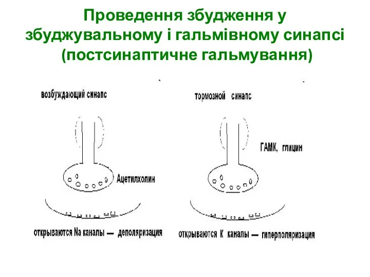 Проведення збудження у збуджувальному і гальмівному синапсі (постсинаптичне гальмування)