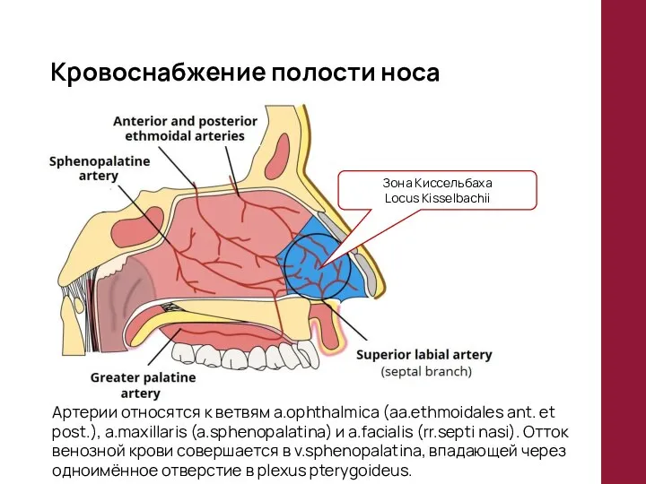 Кровоснабжение полости носа Зона Киссельбаха Locus Kisselbachii Артерии относятся к ветвям