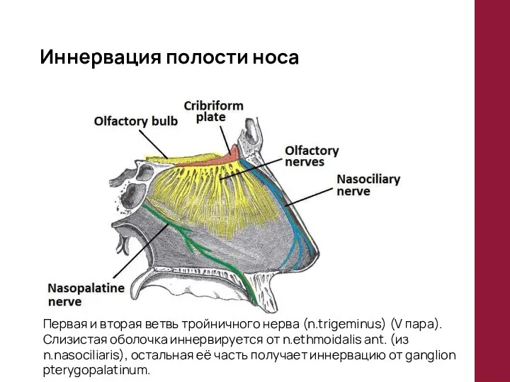 Иннервация полости носа Первая и вторая ветвь тройничного нерва (n.trigeminus) (V