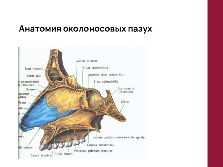 Анатомия околоносовых пазух